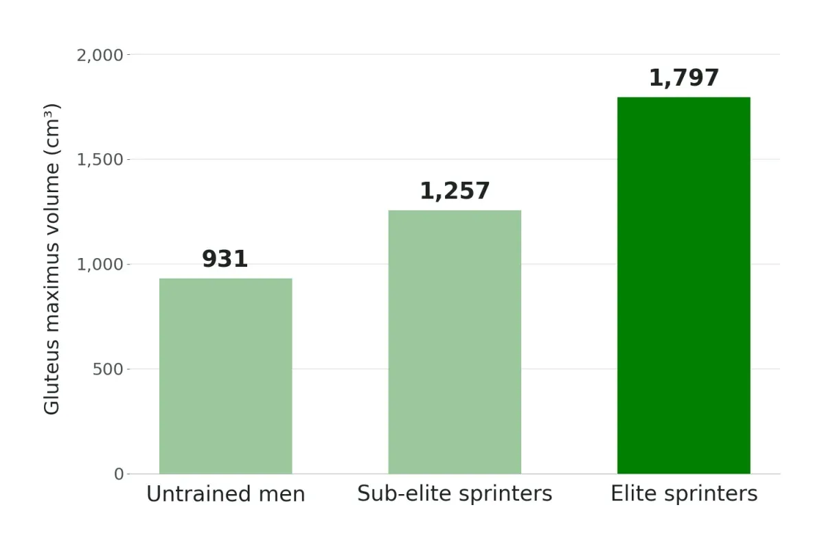Bar chart of gluteus maximus volume: untrained men 931 cm³, sub-elite sprinters 1,257 cm³, elite sprinters 1,797 cm³