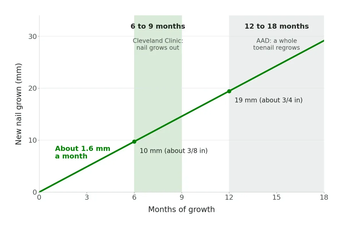 Line chart: toenails grow about 1.6 mm a month, roughly 10 mm by 6 months and 19 mm by 12 months